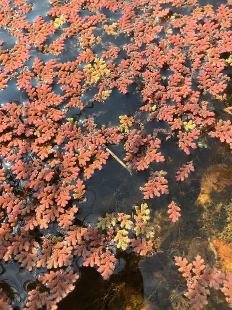 Water fern- Azolla pinnata