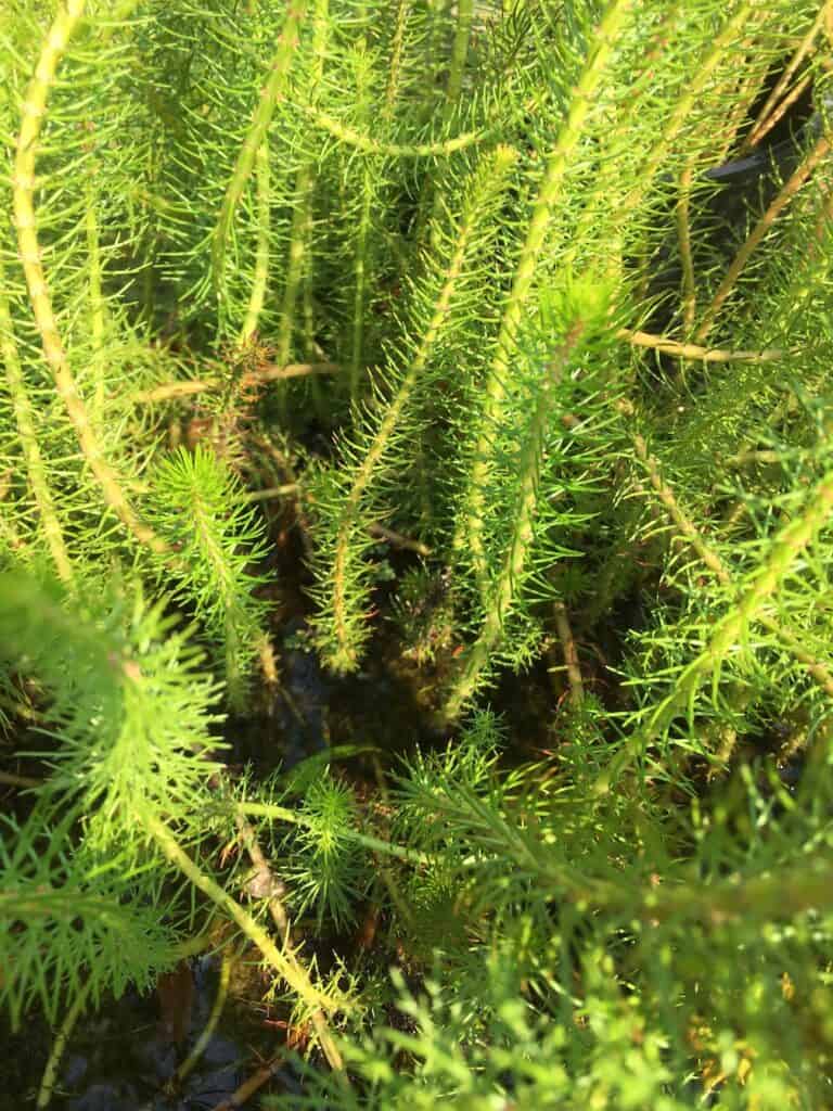 Upright Water Milfoil- Myriophyllum crispatum