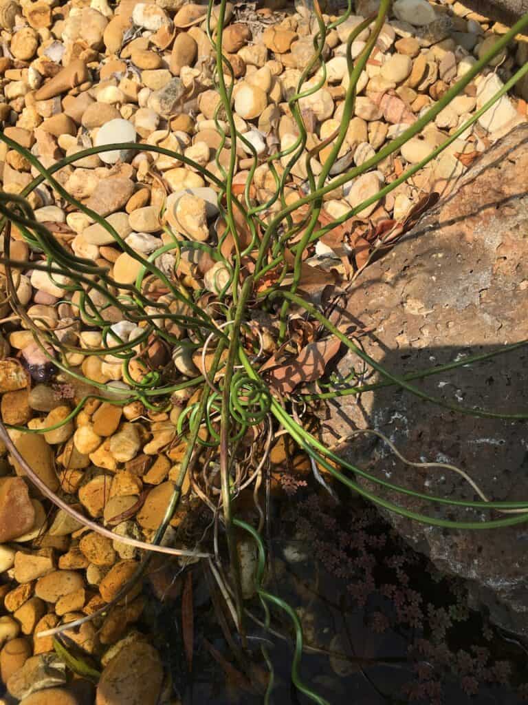 Corkscrew rush- Juncus effusus spiralis