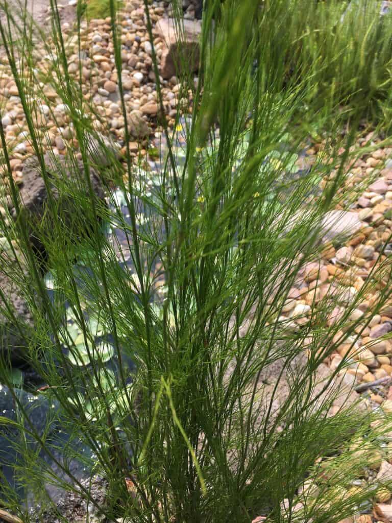 Tassel Cord rush -Baloskion tetraphllum (Syn. Restio tetraphyllus)