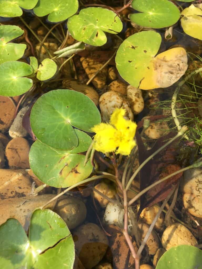 Water fringe- Nymphoides geminata