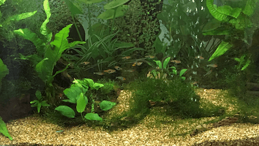 3 Easiest aquarium plants you can grow