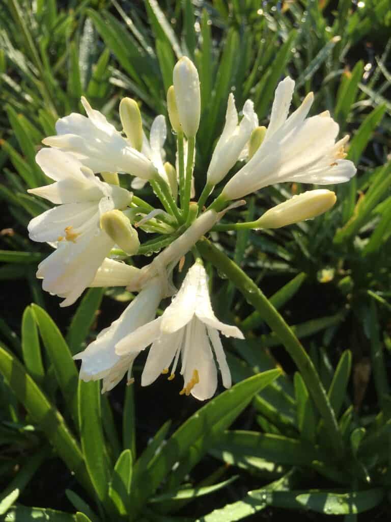 Agapanthus-dwarf white