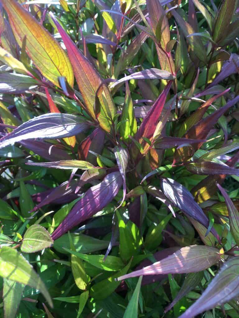 Strobilanthes- gold fussia