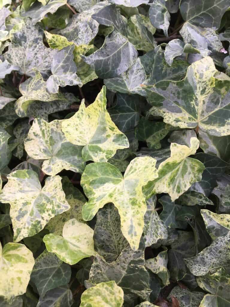 Variegated Ivy