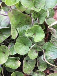 dichondra repens