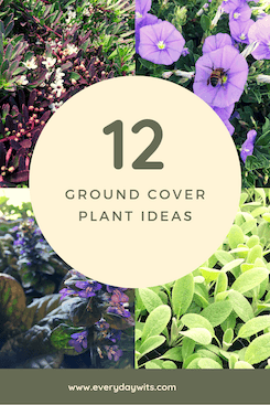 12 ground cover plant ideas