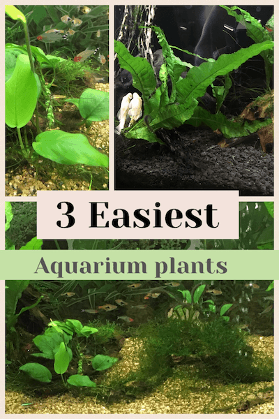 3 Easiest aquarium plants you can grow