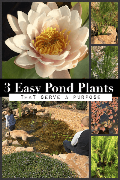 3 easy pond plants that look great and serve a purpose