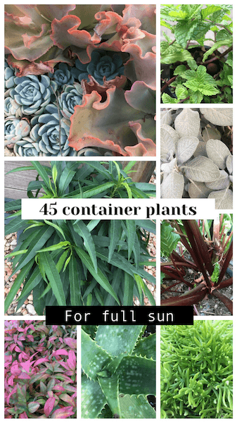 45 Container plants for full sun