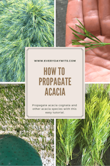 Propagate Acacia Cognata