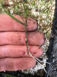 Acacia (wattle) cutting