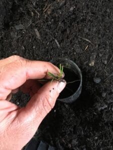 Potting Acacia cuttings