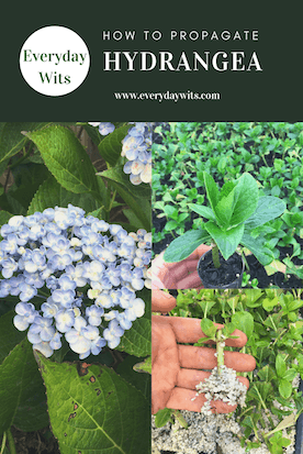 How to propagate hydrangea