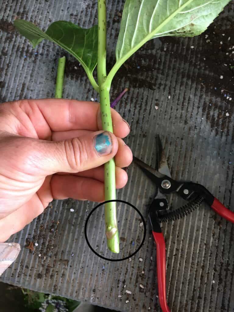 Propagate hydrangea