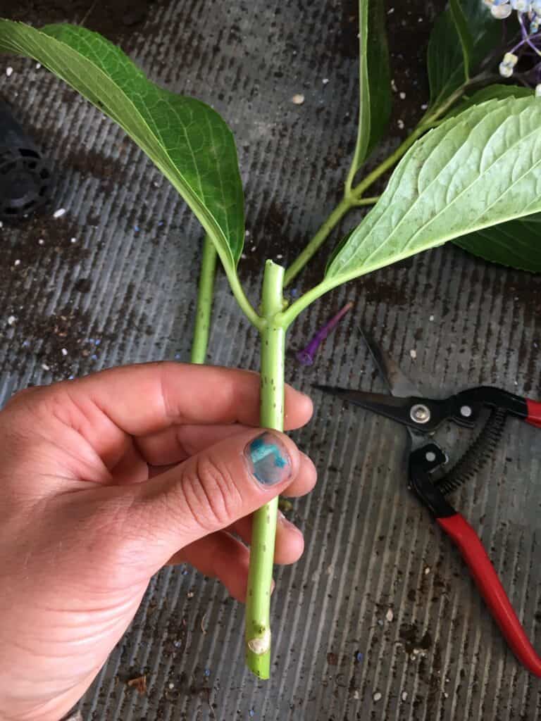 Propagate hydrangea