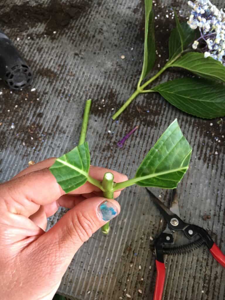 Propagate hydrangea