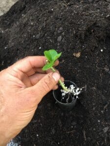 Potting hydrangea cuttings