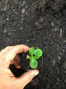 Potting hydrangea cuttings