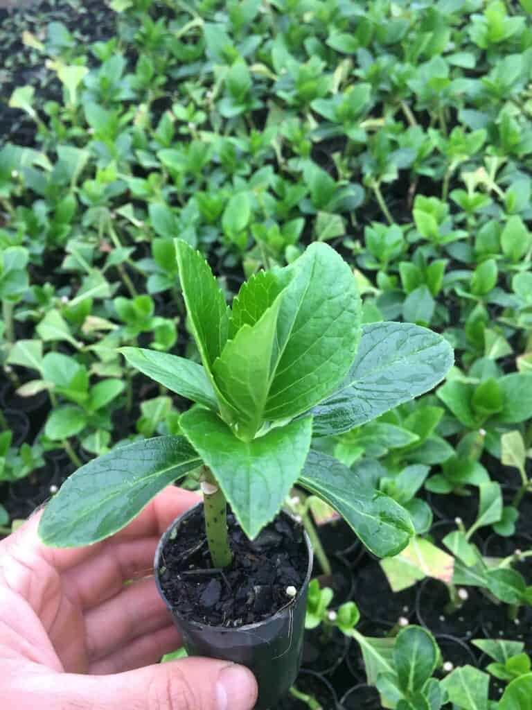 Hydrangea propagated by cutting