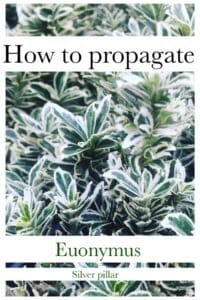 How to propagate euonymus
