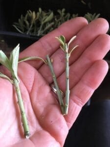 Euonymus cuttings