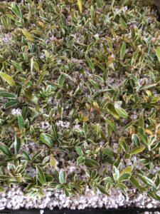 Propagate euonymus- perlite & peat moss mix