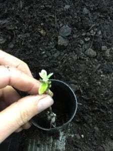 Propagate euonymus-potting