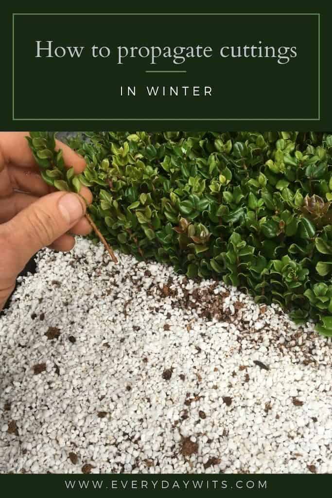 How to propagate plant cuttings in winter