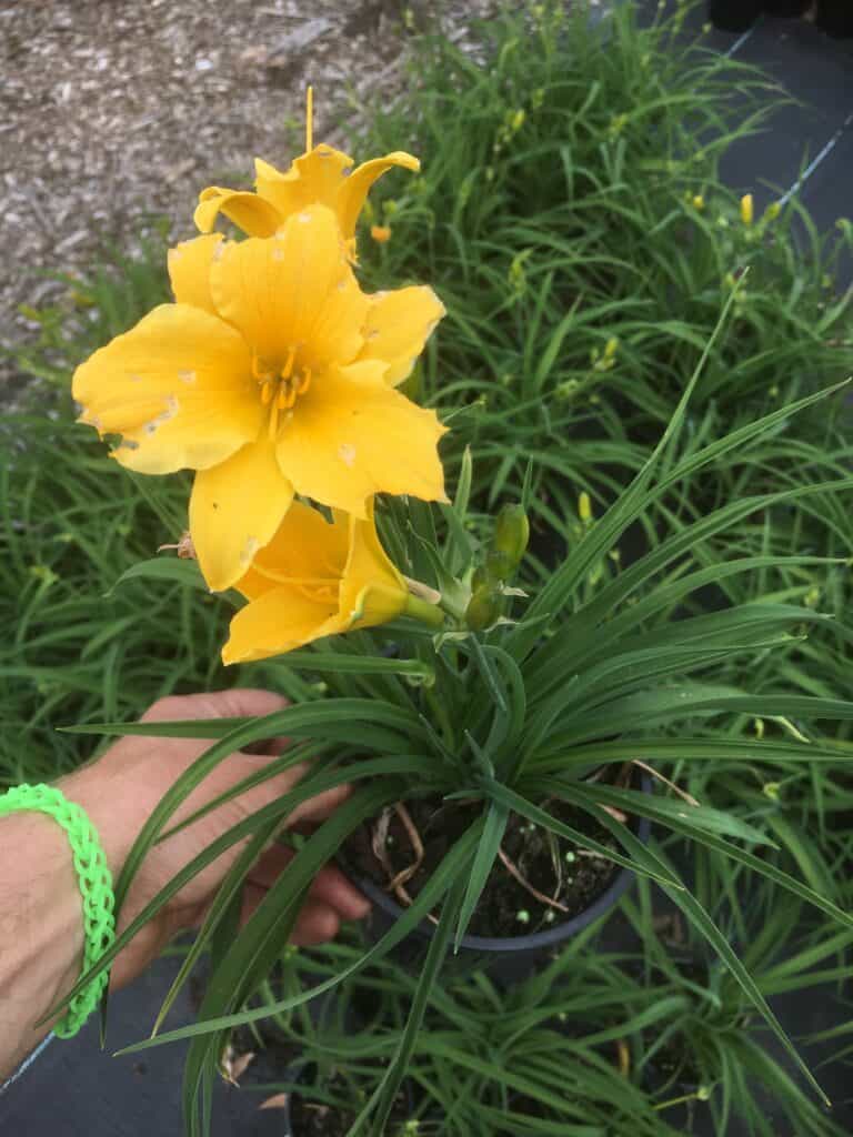 Daylily- Stella de Oro