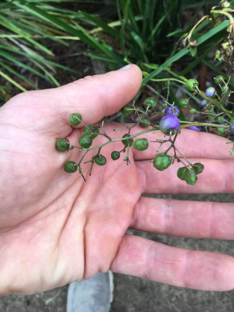 Dianella berries