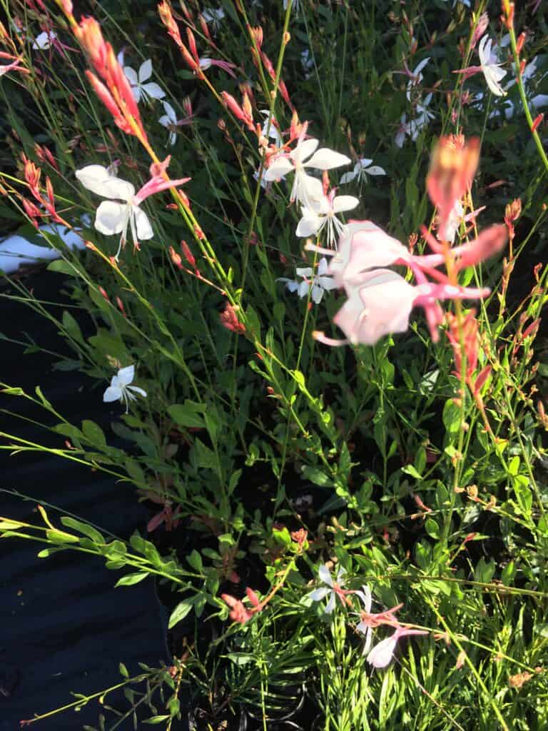 Gaura linheimeri