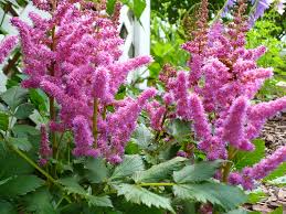 Astilbe