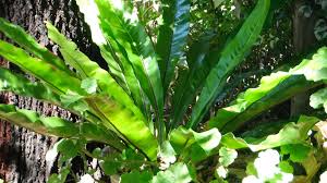 Birds nest fern