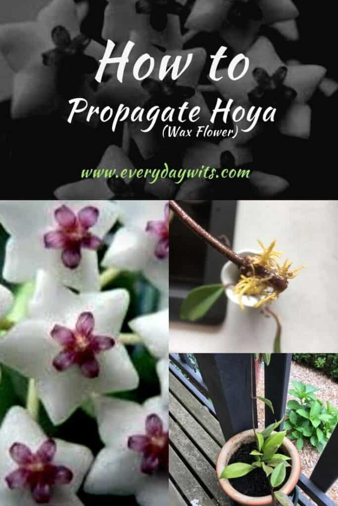 how-to-propagate-hoya