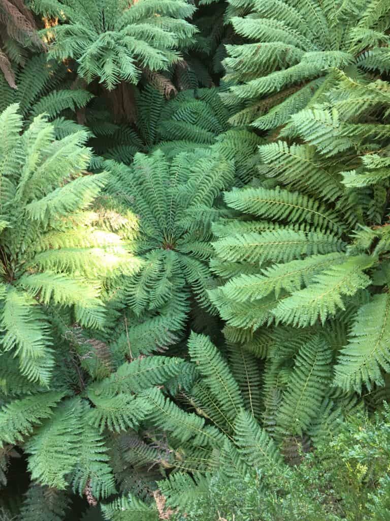 Tree fern