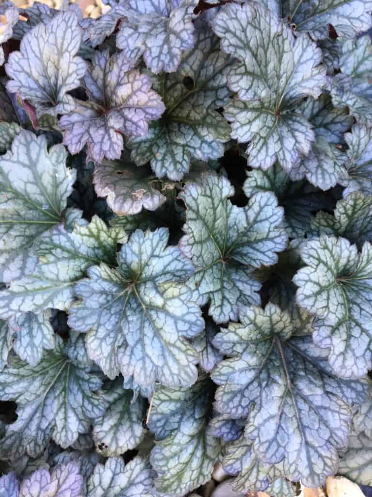 Heuchera- plants for shade