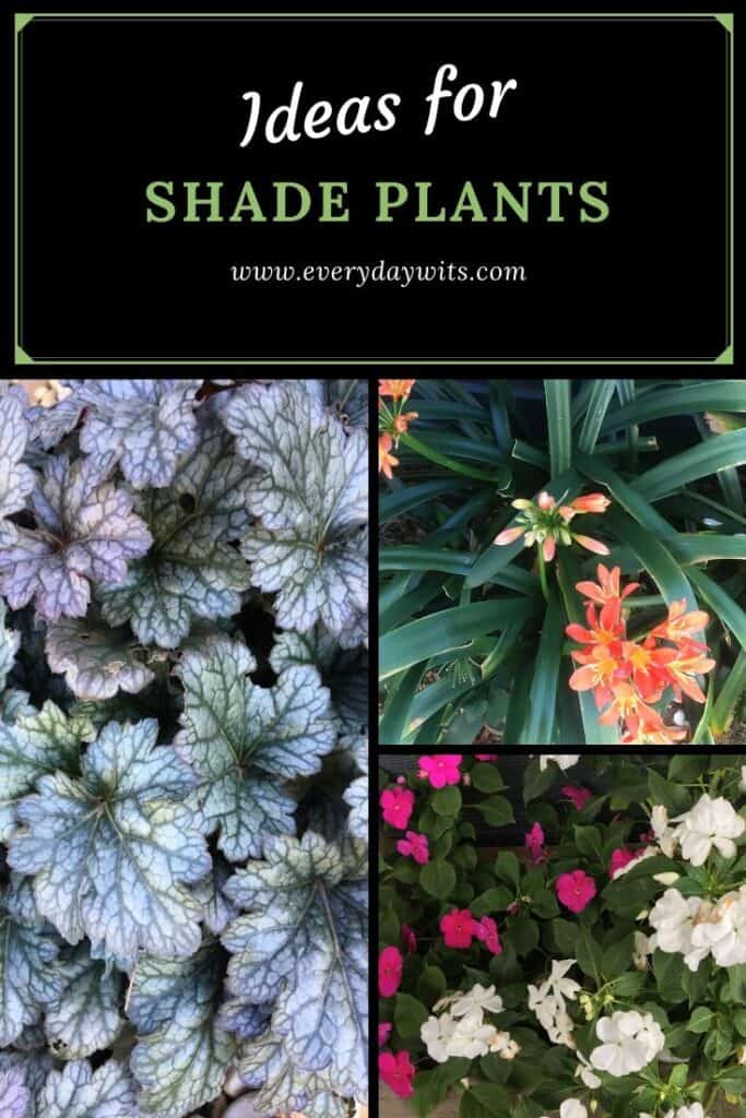 Shade ideas for plants