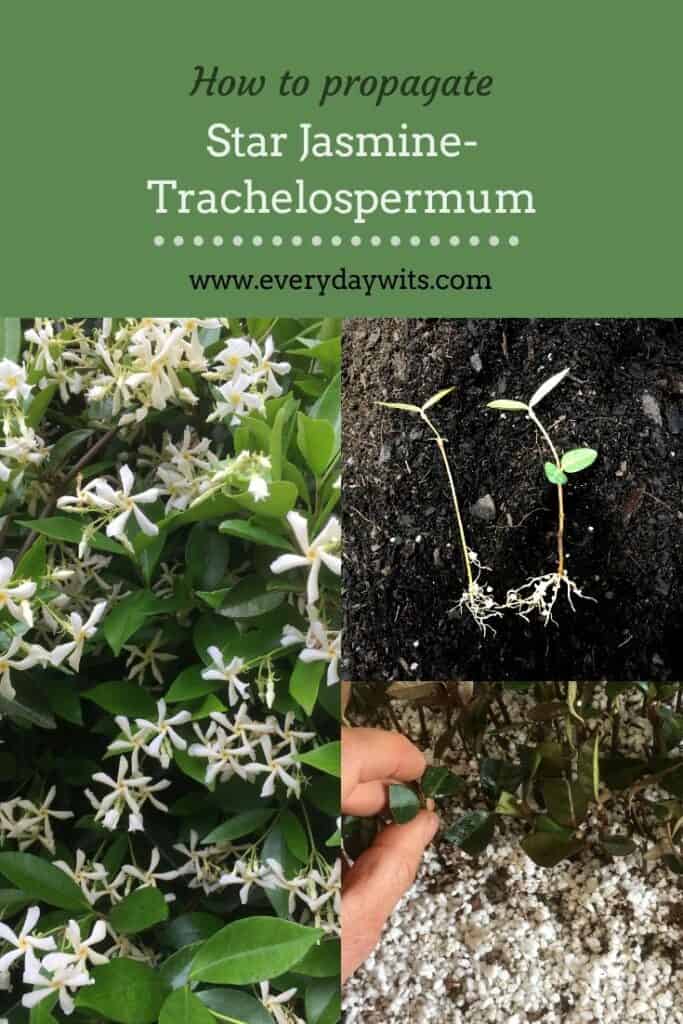 Propagating Star jasmine- Trachelopermum