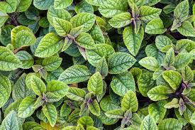 Plectranthus