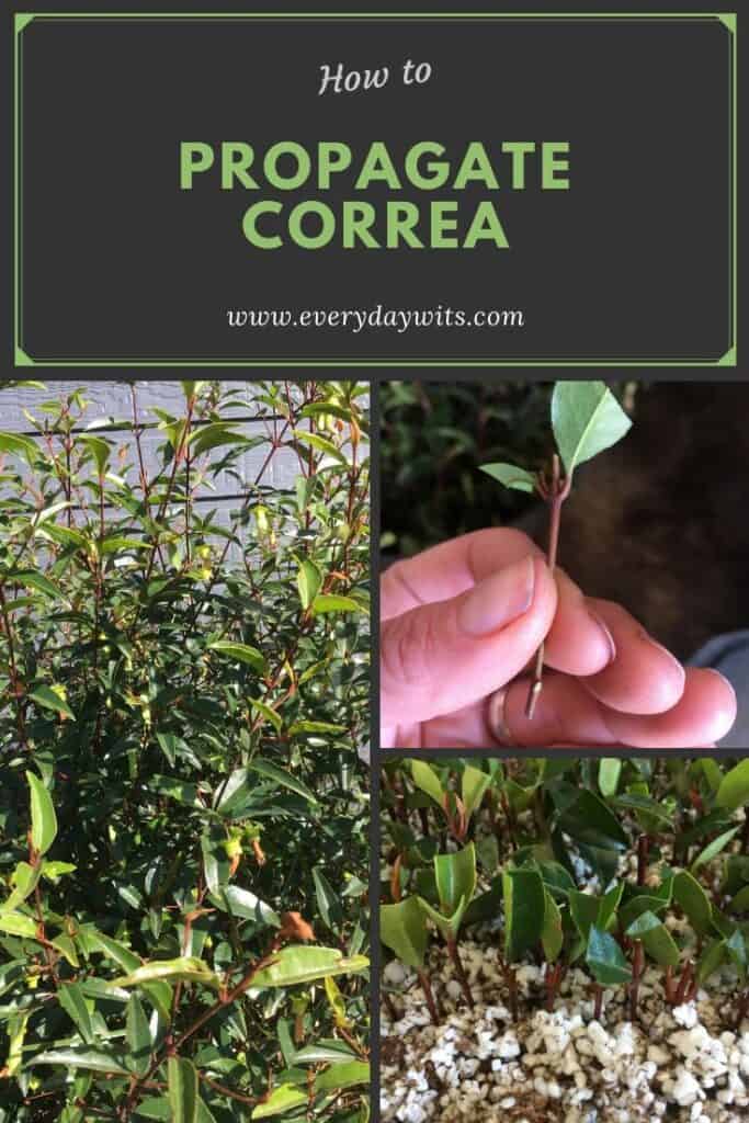 Propagate correa